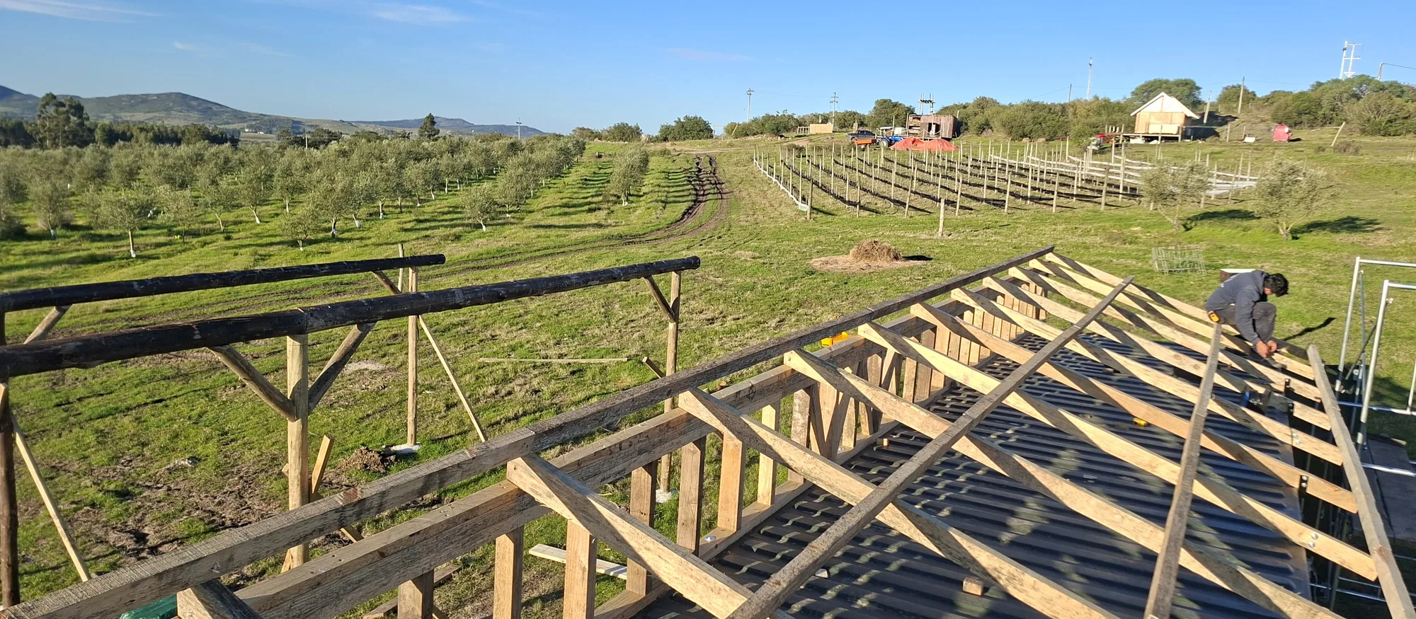 Estructura de madera de una construcción nueva en el campo, con el olivar y las hileras recién plantadas al fondo